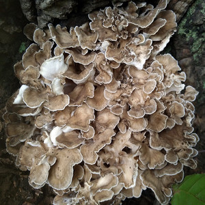 好栗来迁西栗蘑干舞茸灰树花干货栗树蘑菇菌唐山特