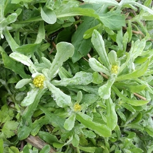 鼠曲草新鲜现摘清明草清明菜田艾草棉菜水牛绒毛草清明粑青团