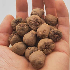 四川优质花魔芋一代种小魔芋子芋老品种灰菜魔芋头种150-200个/斤