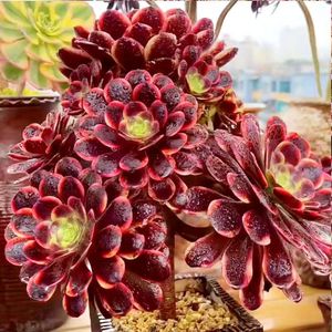 欧佳丽法师老桩多肉植物法师锦粉女巫美杜莎红腹轮绿植养不死花卉