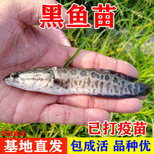 黑鱼鱼苗养殖淡水黑鱼活体小乌鱼苗财鱼苗生鱼苗特大黑鱼幼苗仔