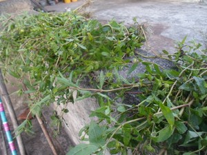 新鲜现采野生草黑墨草旱莲草白旱莲墨斗草墨烟草墨菜墨汁草金丝麻