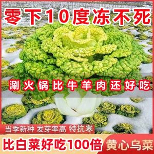 黄心乌塌菜籽耐寒黄心菜种子菊花心菜黄玫瑰乌菜娃娃蔬菜种子白菜