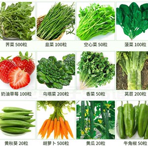 阳台蔬菜种子四季播种绿叶菜籽生菜韭菜小葱菠菜