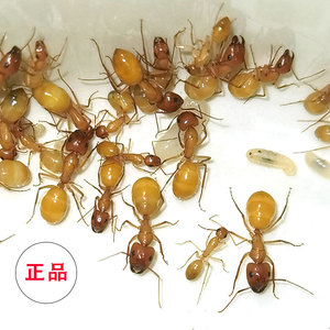 黄金全黄土耳其中亚弓背蚁活体活物h宠物工坊蚂蚁城堡专用可产