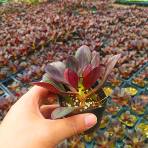 【丸叶红司多肉】丸叶红司多肉品牌,价格 - 阿里巴巴