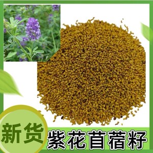 紫花苜蓿种子多年生四季牧草养金蝉奶草苜蓿草种子鸡鸭鹅牛羊种籽