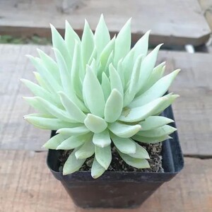 蓝色天使多肉 单头高杆小老桩状态好货