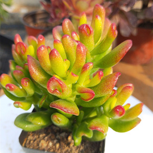 招财猫多肉 又名小铲叶花月老桩多肉趣味好养寓意招财进宝吸财树