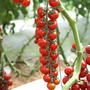 000人付款淘宝串红九号串收小柿子籽春红色小番茄种子夏小西红柿种孑