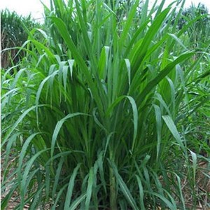 耐寒黑麦草四季畜鱼草喂草鱼兔子牛羊吃的草种秋冬季