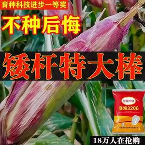 登海605之后登海3206矮杆高产红轴玉米种国审登海玉米种子