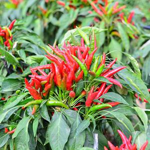 簇生朝天椒天樱八号种籽种子辣味浓菜园盆栽园艺朝天吼干辣椒高产