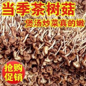 2024年古田农家茶树菇特级不开伞新鲜500g茶薪菇干货香菇蘑菇