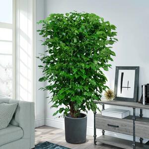 客厅旺宅绿植发财树摆客厅大棵盆栽大真树植物室内大粗杆幸福树