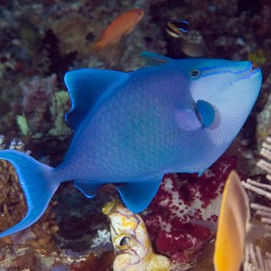 新品弹底炮海馆宝利恒水族-海水c店玉米双眉魔鬼蓝面炮弹鱼神仙海