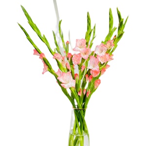 【剑兰花鲜花】剑兰花鲜花品牌,价格 阿里巴巴