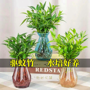 驱蚊竹柏水培植物室内水养绿植花卉盆栽办公室桌面四季常青草好养