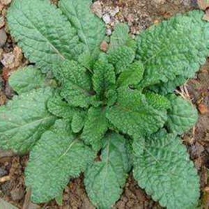 00永发蟾蜍淘宝