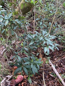 纯天然朱砂根中药材小罗伞 珍珠盖凉伞斑叶朱砂根山血丹小凉伞