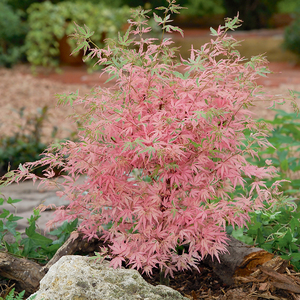 日本枫树泰勒新枫叶粉红色枫叶庭院绿植花园室内红枫小米的花园