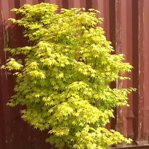 夏金枫树鸡爪槭枫红枫盆栽庭院花园植物树日本花园植物四季红枫树
