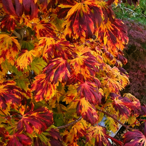 舞孔雀枫树日本进口羽扇槭枫树苗别墅庭院枫树植物盆栽红枫树苗