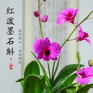 000人付款淘宝石触兰花香水石斛兰盆栽带花水培浓香型水养石胡兰花