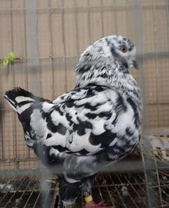 大头大体进口美系圆环元环受精蛋种蛋铜背鸽子孵化包邮2.8摩登那