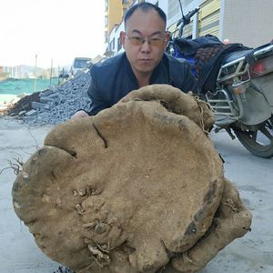 【雪胆野生】雪胆野生品牌,价格 - 阿里巴巴