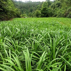 贵州高山特产石韭菜宽叶韭菜苗苤菜根新鲜蔬菜根农家蔬菜观音菜