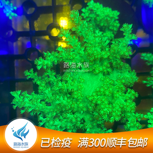 人工日本麦穗圣诞树珊瑚 lps活体皮革珊瑚海水鱼缸生物