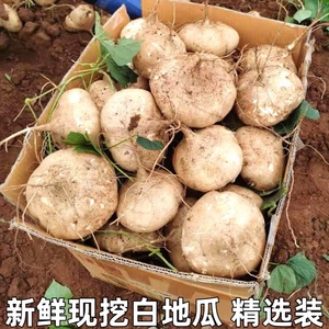 湖北凉薯农家特产清甜水果沙葛土番薯白心即食新鲜现挖白地瓜萝卜