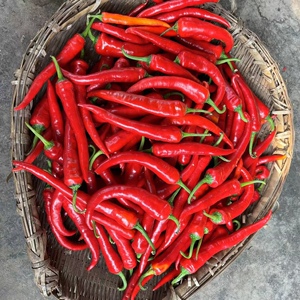 红杭椒新鲜
