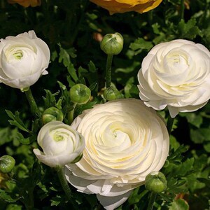 荷兰进口洋牡丹