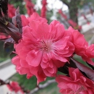 新品观赏桃花e树 重瓣红花紫叶桃碧桃苗树 适合种北方行道树庭院