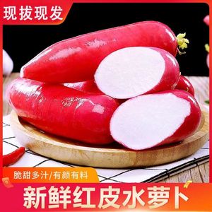 四川特产自种红皮萝卜5斤新鲜现摘白肉水萝卜泡菜胭脂萝卜3斤8斤