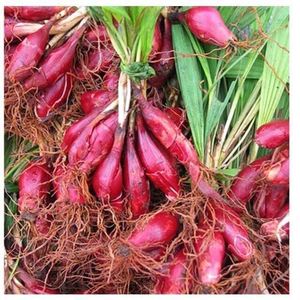 药业连锁淘宝两广野生红葱头1斤包邮 珠葱 朱葱