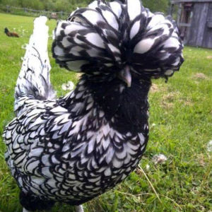 波兰小鸡可孵化帽子鸡种蛋白头翁受精率新鲜波澜红色观赏鸡受精卵