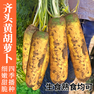 水果型齐头黄胡萝卜种子西洋黄参胡萝卜籽春秋冬播种蔬菜种孑庭院