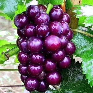 60288人付款淘宝迷彩圣女果黄金小番茄新鲜紫葡萄小西红柿食用农产品