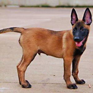 出售纯种马犬活体宠物狗狗黑马犬幼犬红马犬德牧幼犬警犬牧羊犬