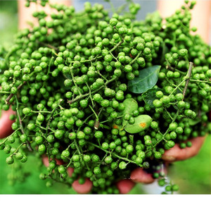 00晖雨青麻椒颗粒40g特麻四川特产新鲜青花椒商用水煮鱼火锅调味料