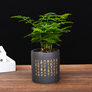 新品唐山云竹矮植文竹紫砂小盆栽室内办公景花p卉绿生盆室微景观