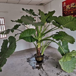 滴水观音大海霸王芋盆栽大型水土培绿植花卉室内客厅吸甲醛非多