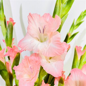 【剑兰花鲜花】剑兰花鲜花品牌,价格 阿里巴巴
