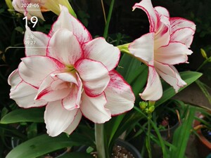 瑞秋  澳洲朱顶红  已开花对版