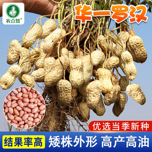 新品种大颗粒花生种子优质农家高产抗病夏秋早熟红皮花生种籽薄皮