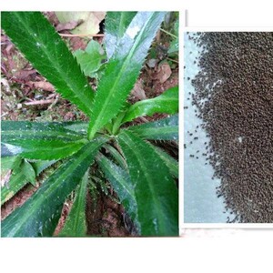 80酷男范儿淘宝5棵野生土香菜苗盐茜刺芹大香菜假芫荽种苗菜苗 芫茜