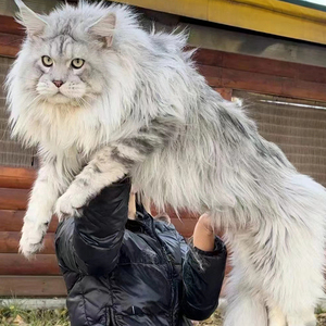 缅因猫幼猫纯种血统烟灰黑银虎斑宠物猫俄罗斯巨型猫咪活体长毛猫